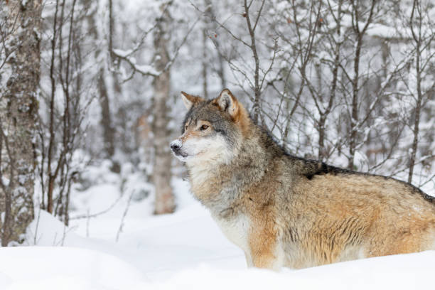 istock One beautiful wolf standing in the snow in beautiful winter forest 1202333949