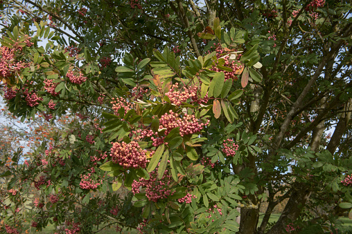 Sorbus 'Bellona' is a Deciduous Tree and also known as The Cut Leaved Mountain Ash Tree