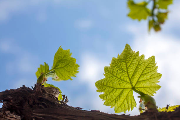 A vineyard captured in late spring under gentle, glowing light. The lush green grapevines stretch upward in soft focus, with tendrils reaching toward a pale sky. The diffused illumination creates a calm and almost dreamlike mood, emphasizing growth, renewal, and the natural beauty of the wine-growing season.