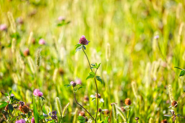 telephoto shot of clover in the middle of the lawn in shiny colors