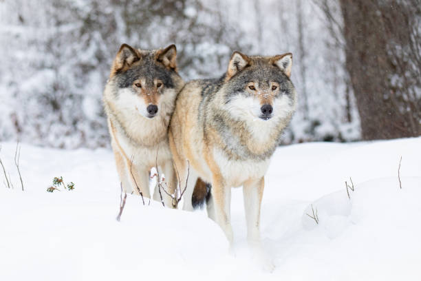 istock Two beautiful wolves in cold winter landscape 1202335874