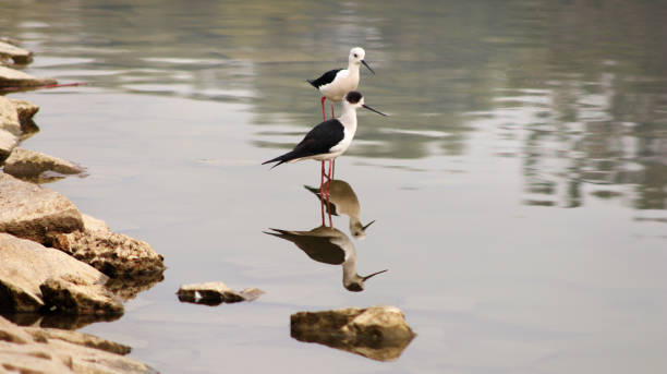 a bird of passage