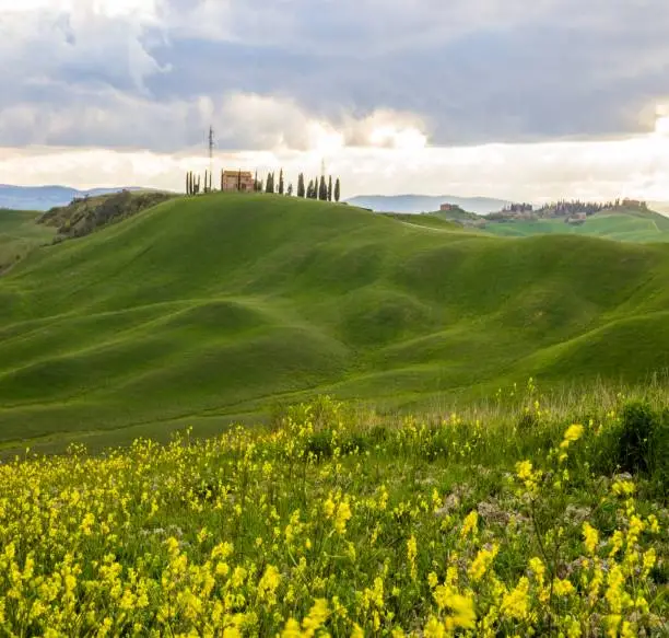 rolling hills in the spring in Val d'Orcia in Tuscany