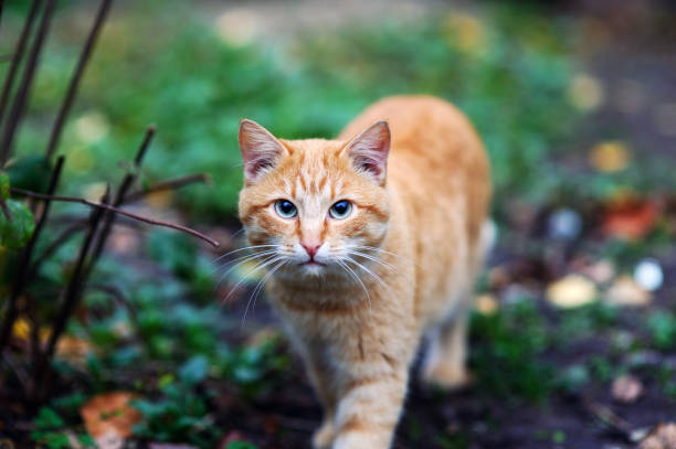 istock beautiful red cat outdoors 1202336140