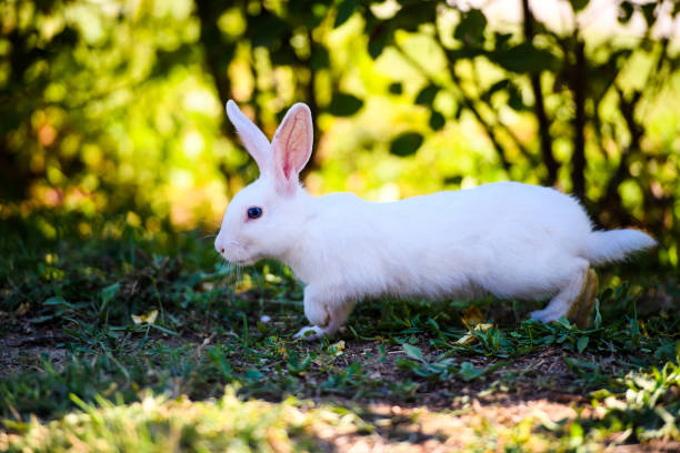 istock White rabbit in the garden. Fluffy Bunny on green grass, spring time. 1202336266