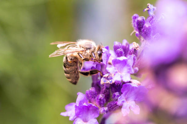 istock Bee pollination on a lavender flower. Macro photo. Close up. 1202336850