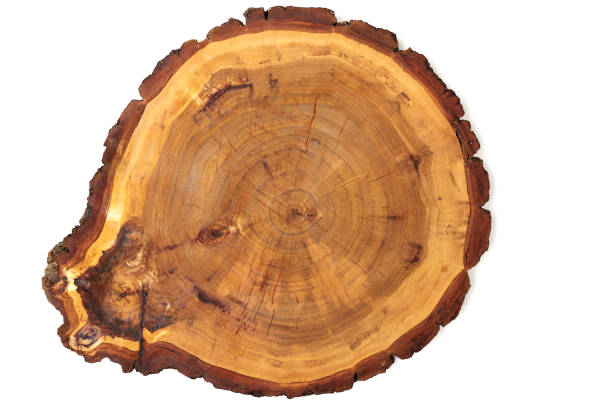 istock Top view of a tree stump isolated on white background 1202338154
