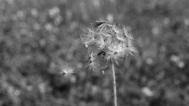 istock Grass flower on the lawn 1202338157