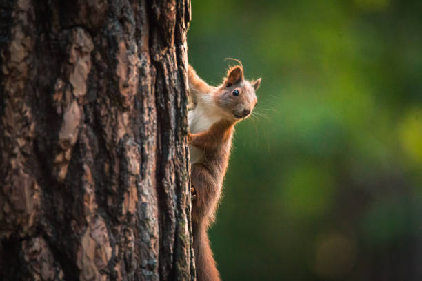 istock Curious red squirrel in the Autumn park 1202338187