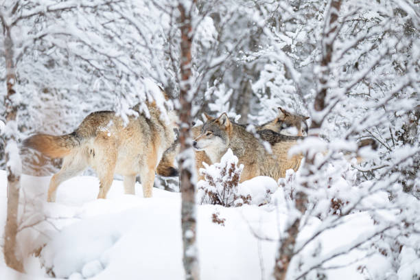 istock Wolves in wolf pack in the forest a snowy day at winter 1202338353