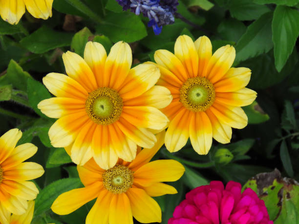 istock Mackinac Island flowers 1202338559