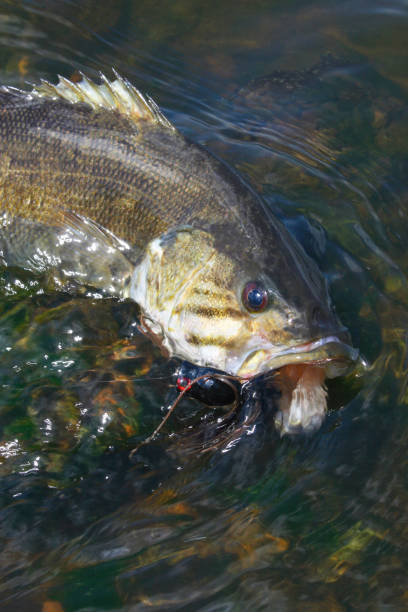istock Smallmouth Bass 1471 1202338897