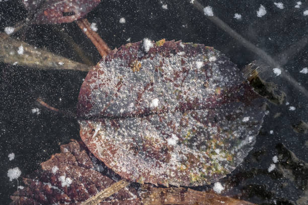 uma folha laranja de uma árvore um gelo em um lago no inverno - bend sun river snow - fotografias e filmes do acervo