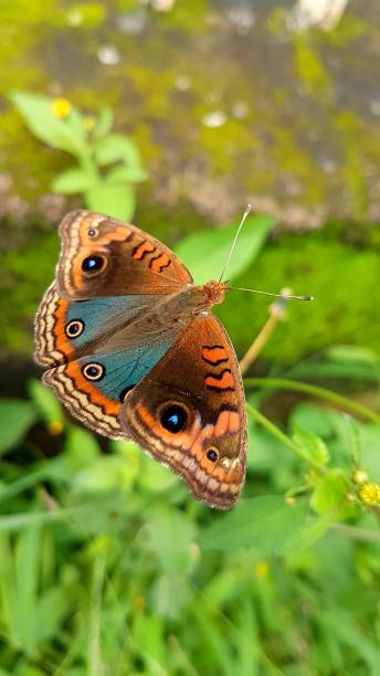 Butterfly - Junonia Genoveva