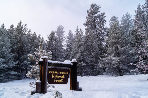 istock Wallowa-Whitman National Forest during winter snows 1202340494