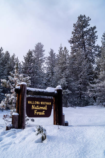 istock Wallowa-Whitman National Forest during winter snows 1202340495
