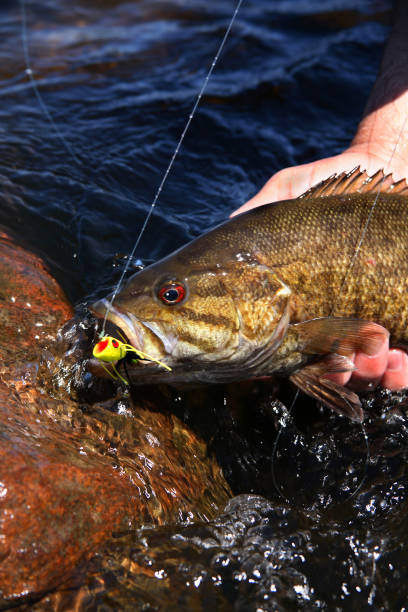 istock Smallmouth Bass 1460 1202341115