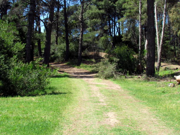 istock Monte Hermoso Pine trees Municipal Park 1202341906