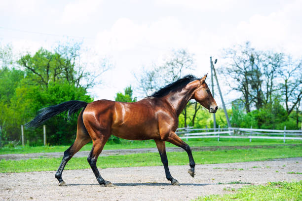 istock Horse run gallop in meadow 1202342085