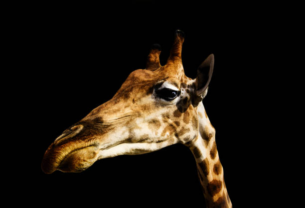 istock portrait of a giraffe on a black background 1202342345
