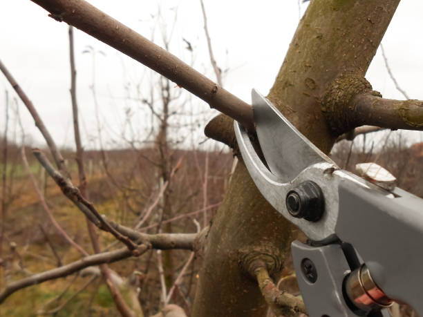 istock Spring agricultural works in a orchard. Cutting branching on fruit trees. Farmer pruning apple tree in orchard. 1202343603