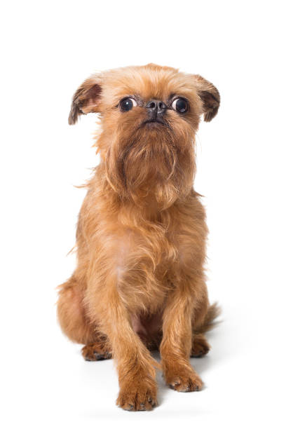istock Red puppy of the Brussels Griffon 1202345049