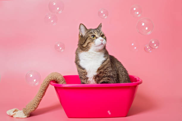 istock Grey cat washes in a pink basin 1202345064