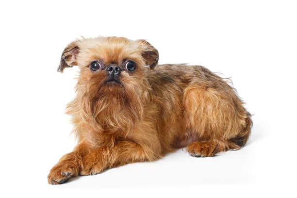istock Sad puppy of the Brussels Griffon 1202345072