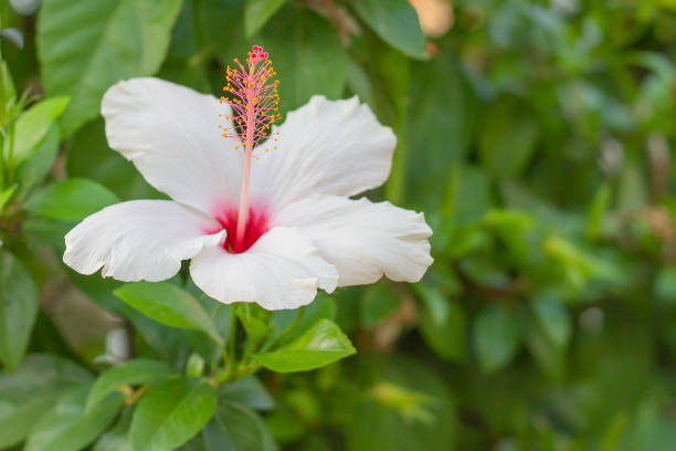 istock A beautiful, blooming white flower. 1202345297