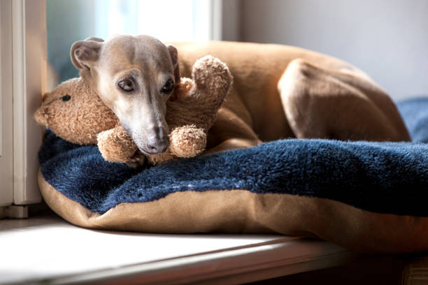 dog on window a small Italian greyhound lies on a window sill greyhound stock pictures, royalty-free photos & images