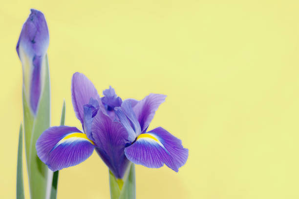 istock blue irises on a light yellow background with place for text. 1202345733