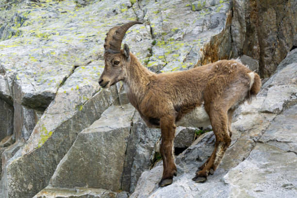 istock Ibex in the natural environment. Alps. 1202345759