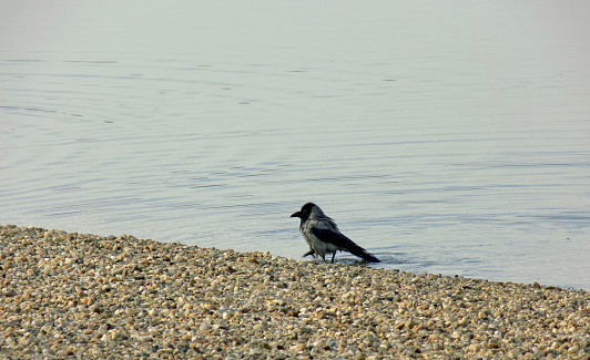 Crows bathe in the shallows of the beach