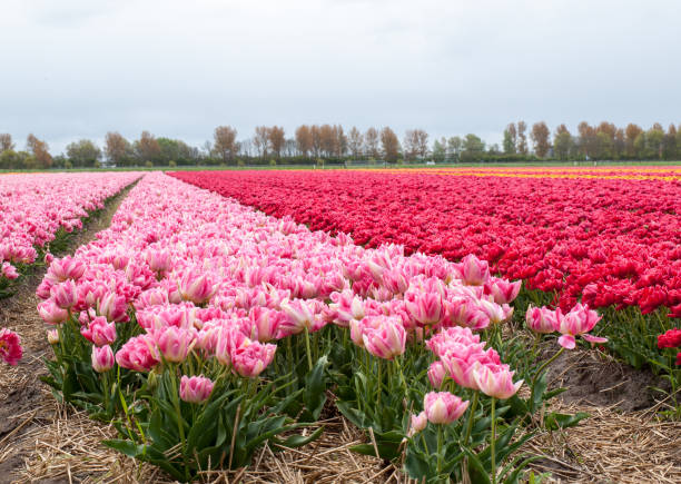 istock Tulip fields in the Bollenstreek, South Holland, Netherlands 1202347217