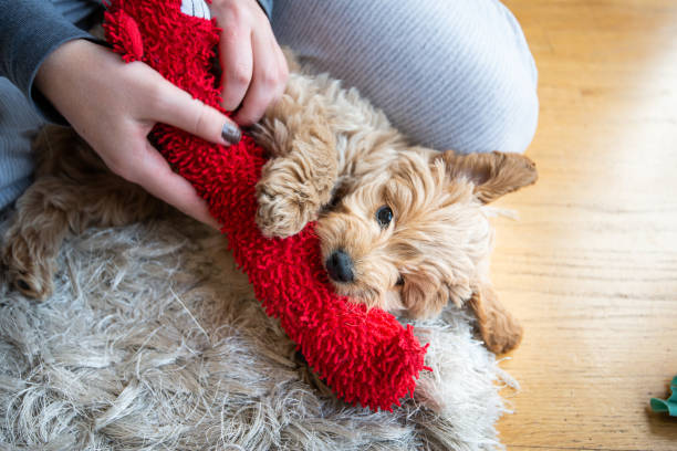 Miniature Golden Doodle Puppy Playing with Toys stock photo