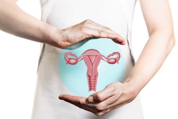 Concept of a healthy female reproductive system. Image of a woman in a white dress and 3d model of the reproductive system of women above her hands. Concept of a healthy female reproductive system. cervical health stock pictures, royalty-free photos & images