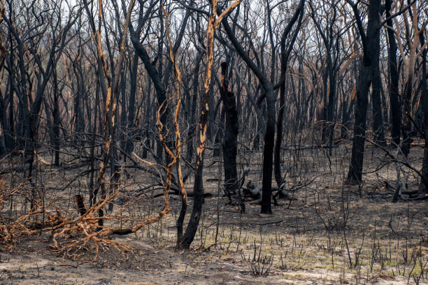 istock Australian bushfires aftermath: eucalyptus trees damaged by the fire. Green grass re-sprouting on the ash 1202349863