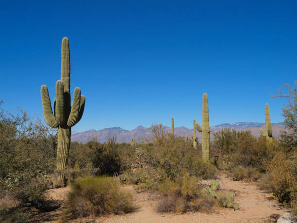istock Saguaro National Park in Arizona 1202350194