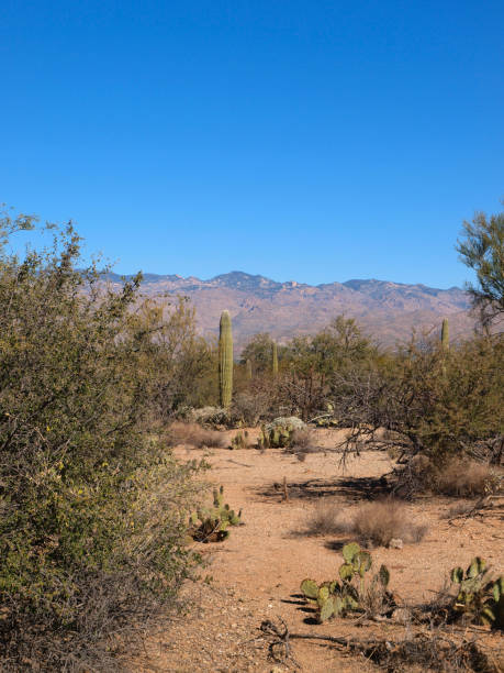 istock Saguaro National Park in Arizona 1202350216