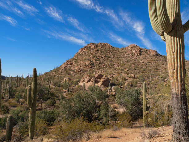 istock Saguaro National Park in Arizona 1202350254