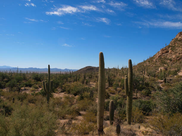 istock Saguaro National Park in Arizona 1202350288