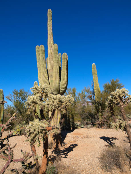 istock Saguaro National Park in Arizona 1202350302