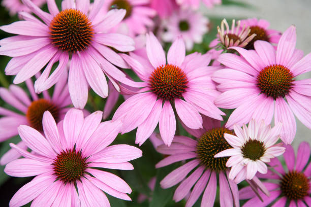 coneflower rosa (echinacea purpurea) en el jardín - focus on foreground plant flower temperate flower fotografías e imágenes de stock