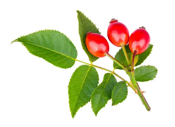 Sweet ripe rose hips on fresh small branch of wild brier with sharp prickly thorns. Realistic rosehips. Fructus cynosbati. Medicinal natural fruit