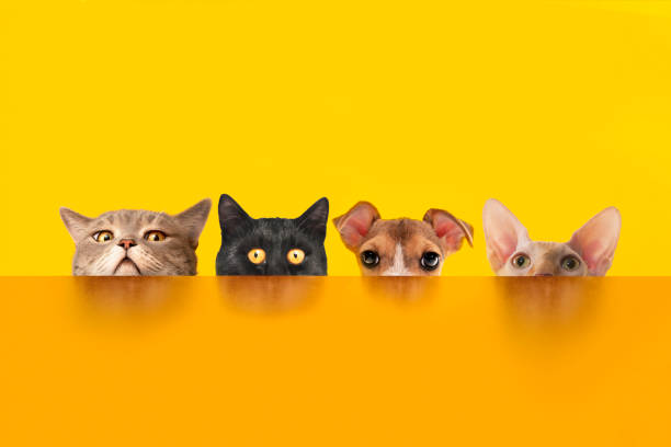 Cats and dogs behind the orange color desk. Pets behind the orange color desk. pet shop photos stock pictures, royalty-free photos & images