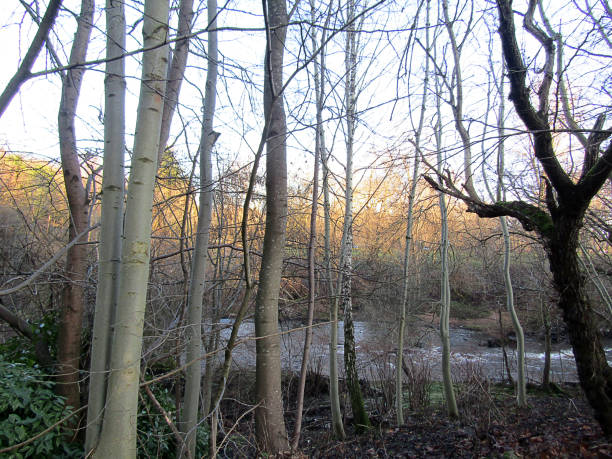 istock River Kelvin and naturescape 1202352241