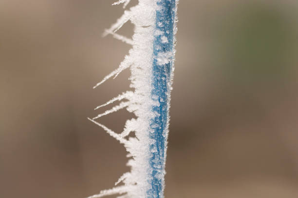 Morning frost. Rime on a rope close-up.