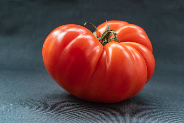Fresh dark red raw tomato called primora isolated on white background