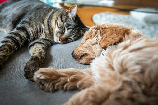 Cat and New Puppy Asleep Together on the Couch