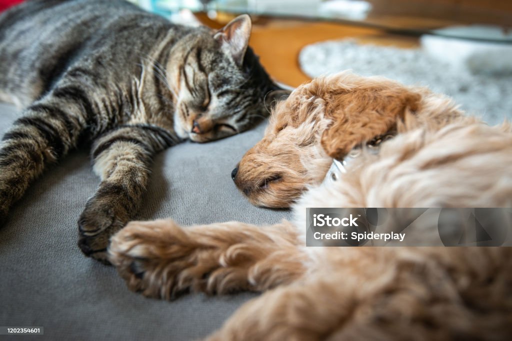 Cat and New Puppy Asleep Together on the Couch New cute 8 week old caramel colored puppy is sleeping on the couch with the house cat.  They are holding hands or paws. Domestic Cat Stock Photo